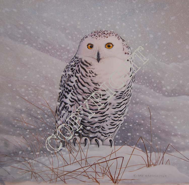 Snowy Owl